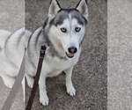 Small Siberian Husky