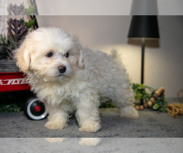 Medium Photo #3 Zuchon Puppy For Sale in SHILOH, OH, USA