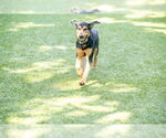 Small Photo #1 Rottweiler-Unknown Mix Puppy For Sale in Hilton Head, SC, USA