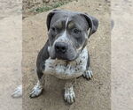 Small #1 American Pit Bull Terrier Mix