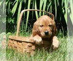 Image preview for Ad Listing. Nickname: Chloe