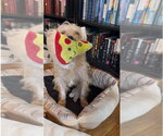 Small #2 Poodle (Miniature) Mix