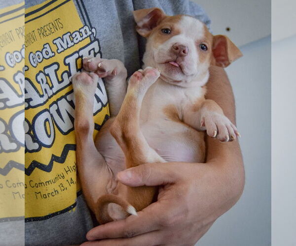 Medium Photo #6 American Staffordshire Terrier-Boxer Mix Puppy For Sale in Huntley, IL, USA