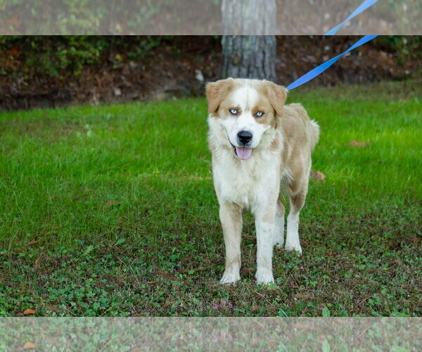 Medium Photo #6 Goberian Puppy For Sale in Murfreesboro, NC, USA