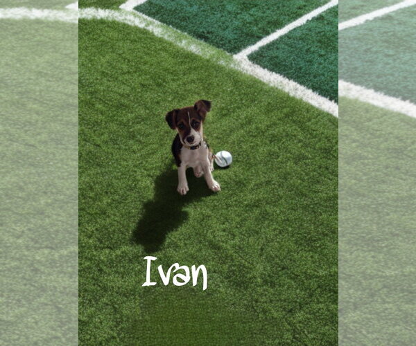 Medium Photo #1 Jack Russell Terrier-Unknown Mix Puppy For Sale in The Woodlands, TX, USA