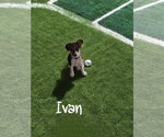 Small Jack Russell Terrier Mix