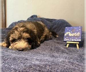 Aussiedoodle-Sheepadoodle Mix Puppy for sale in SHELBY, OH, USA