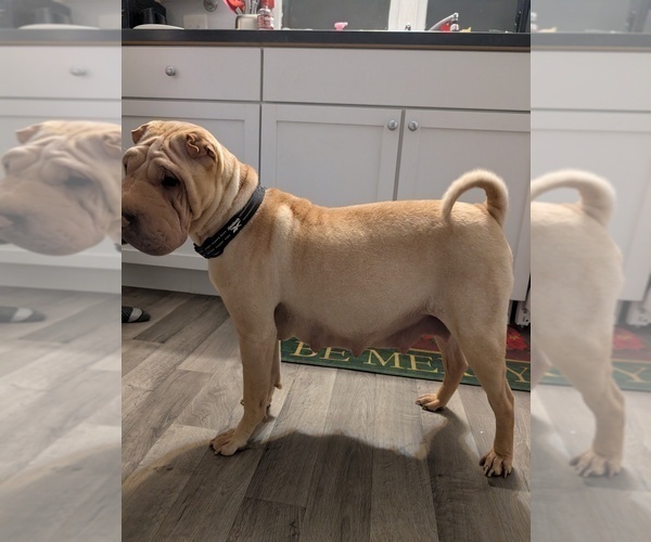 Medium Photo #1 Chinese Shar-Pei Puppy For Sale in MILAN, IL, USA