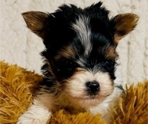 Biewer Yorkie Puppy for sale in SARASOTA, FL, USA