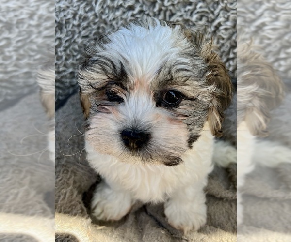 Medium Photo #3 Zuchon Puppy For Sale in RENO, NV, USA