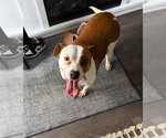 Small #7 American Pit Bull Terrier Mix