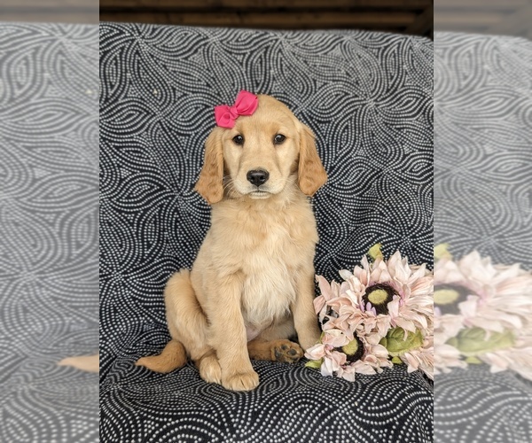 Medium Photo #1 Golden Retriever Puppy For Sale in KIRKWOOD, PA, USA