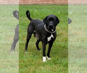 Labrador Retriever-Unknown Mix Dogs for adoption in Lexington Park, MD, USA