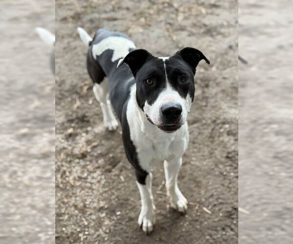 Medium Photo #1 Mutt Puppy For Sale in Riverside, CA, USA