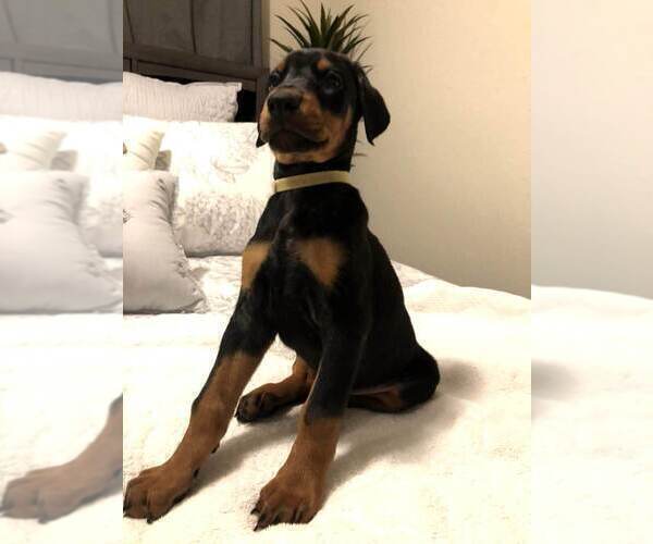 Medium Photo #7 Doberman Pinscher Puppy For Sale in EDGEWOOD, NM, USA
