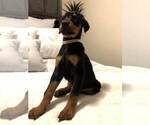 Small Photo #7 Doberman Pinscher Puppy For Sale in EDGEWOOD, NM, USA