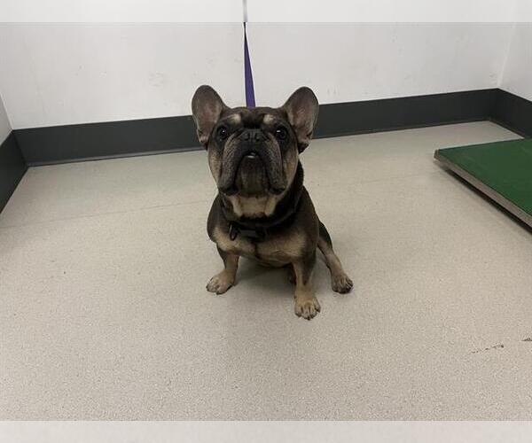 Medium Photo #1 French Bulldog Puppy For Sale in Corona, CA, USA