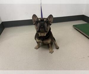 French Bulldog Dogs for adoption in Corona, CA, USA