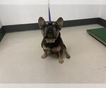 Small French Bulldog