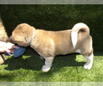 Small Photo #4 Akita Puppy For Sale in ROLLA, MO, USA