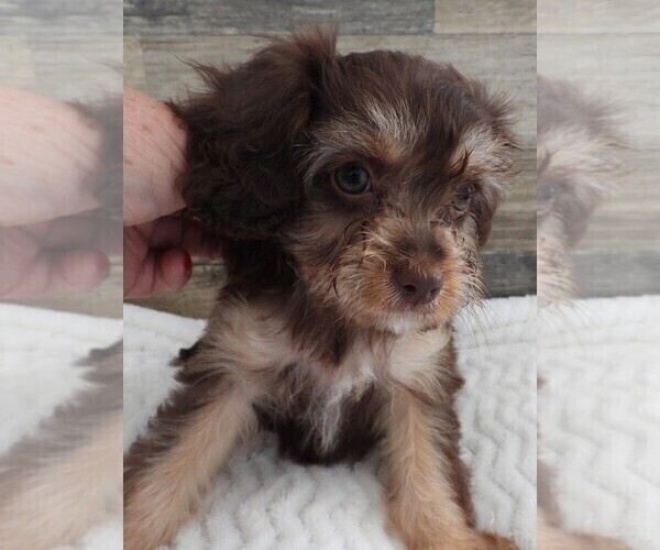 Medium Photo #3 Cavapoo Puppy For Sale in CARLISLE, KY, USA