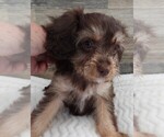 Small Photo #3 Cavapoo Puppy For Sale in CARLISLE, KY, USA
