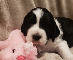 English Springer Spaniel Puppy for sale in GORMAN, CA, USA
