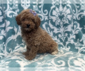 Poodle (Miniature) Puppy for sale in LAKELAND, FL, USA