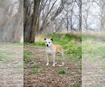 Small #6 American Pit Bull Terrier Mix