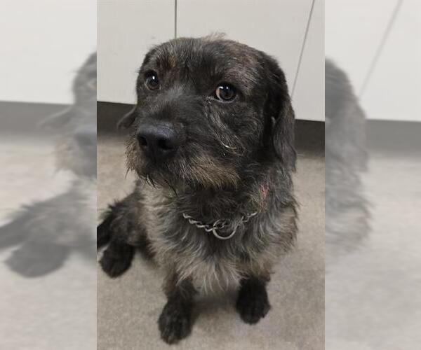Medium Photo #1 Mutt Puppy For Sale in HESPERIA, CA, USA