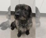 Small Mutt