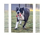Small #3 Mutt