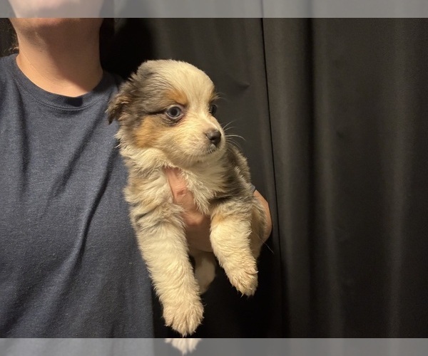 Medium Photo #7 Australian Shepherd Puppy For Sale in ORLANDO, FL, USA