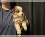 Small #6 Australian Shepherd