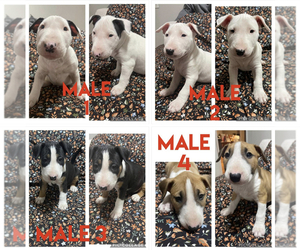 Bull Terrier Puppy for sale in CENTERVIEW, MO, USA