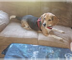 Small #1 Beagle