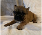 Small Photo #2 French Bulldog Puppy For Sale in JOHNS ISLAND, SC, USA
