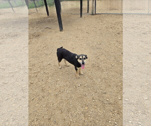 Medium Photo #1 Mutt Puppy For Sale in Maquoketa, IA, USA