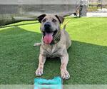 Small #1 Labrador Retriever Mix