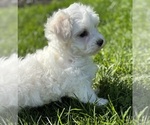 Small Photo #5 Morkie Puppy For Sale in ROCK STREAM, NY, USA