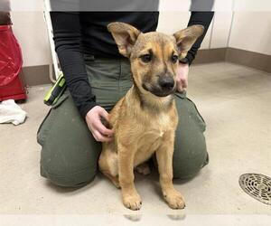 German Shepherd Dog-Unknown Mix Dogs for adoption in McKinleyville, CA, USA