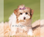 Small #2 Yorkipoo