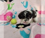 Puppy Patty Shorkie Tzu-Zuchon Mix