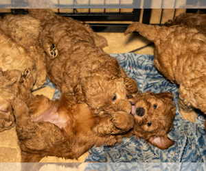 Goldendoodle mix (+ Poodle Toy) Puppy for sale in EL CENTRO, CA, USA
