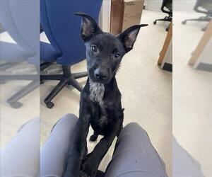 German Shorthaired Lab Dogs for adoption in Plano, TX, USA