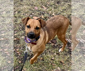 Mountain Cur-Unknown Mix Dogs for adoption in Mount Laurel, NJ, USA