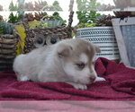 Puppy 3 Alaskan Klee Kai