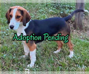 Beagle Dogs for adoption in Dunnellon, FL, USA