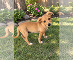 Small #1 Dachshund