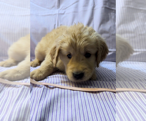 Golden Retriever Puppy for sale in SUN VALLEY, NV, USA